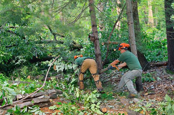 Best Emergency Tree Service  in Mountain Green, UT